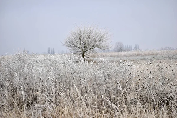 Inverno Natureza Paisagem Uma Árvore Solitária Campo Grama Seca Restante — Fotografia de Stock