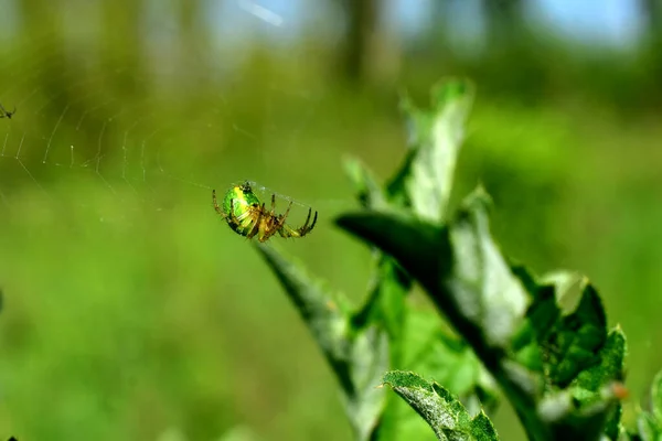 Das Bild Zeigt Eine Grüne Spinne Die Auf Einem Netz — Stockfoto