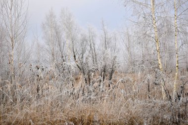Resim, ufukta kuru otlar ve uzun ağaçlarla kaplı bir tarlayı gösteriyor..