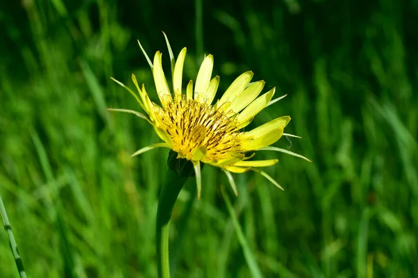 Zdjęciu Żółty Kwiat Tle Zielonych Roślin — Zdjęcie stockowe