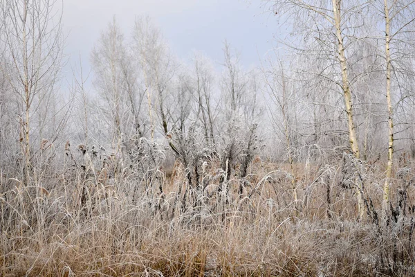 图上是一片长满了干草和高大树木 被霜冻覆盖的田野 — 图库照片