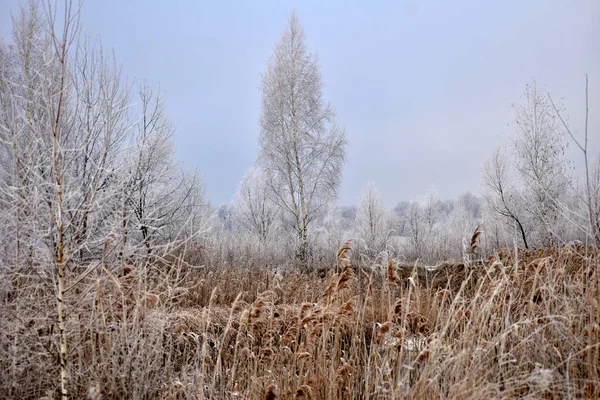 图上是一片草地干枯 地平线上长着一棵被霜冻覆盖的大树 — 图库照片