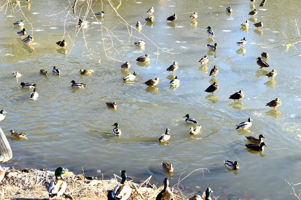 Picture Shows Flock Wild Ducks Swimming Pond City Park — Stock Photo, Image