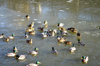 Birçok ördek göletin yüzeyinde yüzer..