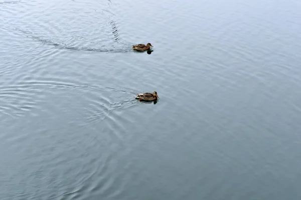 Imagem Mostra Superfície Lagoa Que Dois Patos Selvagens Nadam — Fotografia de Stock