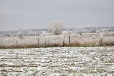 Bu resim, kar altında donmuş ve kuru otlarla kaplı bir tarlanın bir bölümünü gösteriyor..