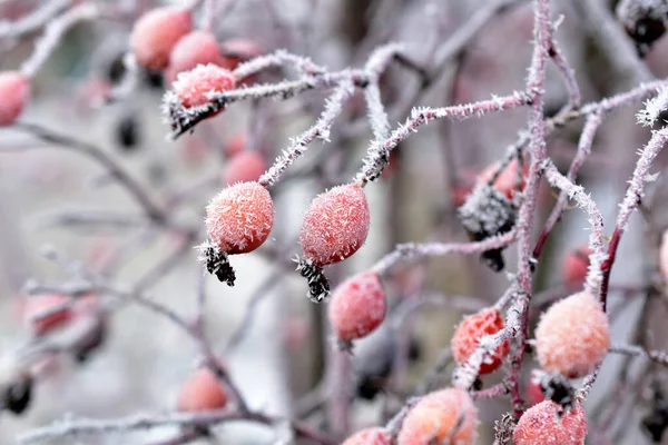 Uma Manhã Cedo Inverno Quadris Rosa Cobertos Uma Manhã Fofa — Fotografia de Stock