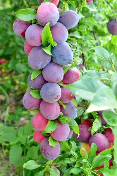Větvi Švestkového Ovoce Jsou Plody Hustě Zralé — Stock fotografie