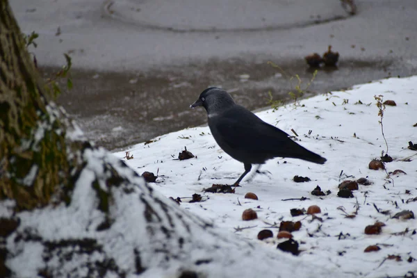 Eine Dunkle Vogelkrähe Steht Auf Dem Schneebedeckten Boden — Stockfoto