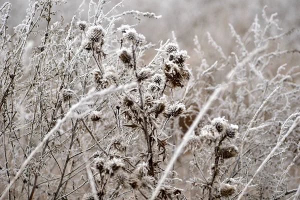 Frühen Morgen Bedeckte Frost Das Trockene Gras Auf Dem Feld — Stockfoto