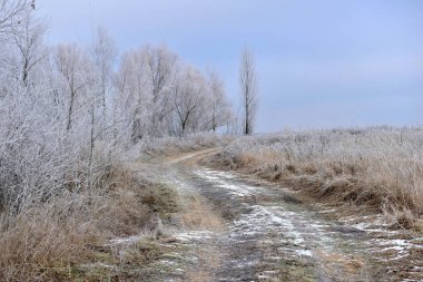 Resim uzun ağaçlar ve tarlalar arasında bir tarla ve yol gösteriyor..