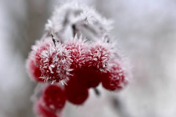 Frutos Viburno Vermelho Coberto Com Geada Pendurar Árvore — Fotografia de Stock