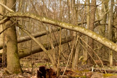 İlkbaharın başında orman. Resim, yaprak döken bir ormanda düşen ağaç gövdelerini gösteriyor..