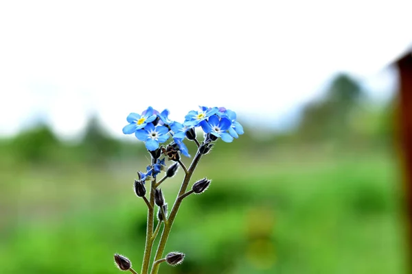 Tegen Achtergrond Van Blauwe Lucht Bloemen Van Een Blauwe Schaduw — Stockfoto