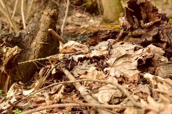 早春の森 写真は落葉樹林の清掃で木から落ちた枝や乾燥した葉を示しています — ストック写真
