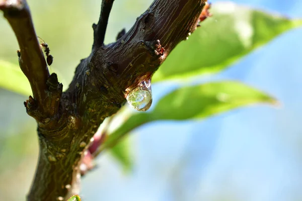 Imagen Muestra Una Rama Cerezo Con Resina Transparente Sobresaliendo Ella — Foto de Stock