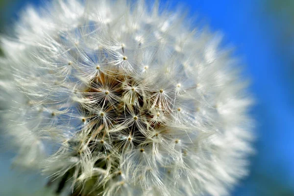 Tegen Achtergrond Van Blauwe Lucht Een Paardebloem Met Een Rijpe — Stockfoto