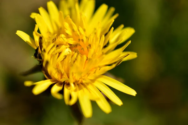 Fiore Giallo Chiamato Dente Leone Uno Sfondo Natura Verde — Foto Stock