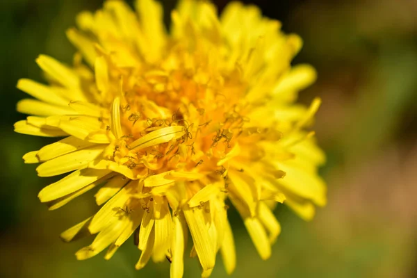 Doğanın Arka Planında Karahindiba Adı Verilen Sarı Çiçek — Stok fotoğraf