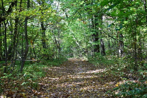 Obrázku Lesní Cesta Pokrytá Suchými Listy — Stock fotografie