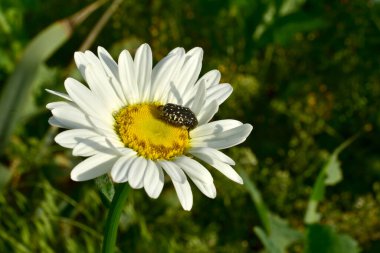 Tüylü bir böcek papatya çiçeğinin üzerinde beyaz taç yapraklarıyla oturuyor..
