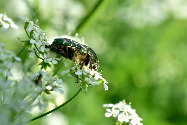 Green Shiny Beetle White Flowers Collects Nectar — Stock Photo, Image