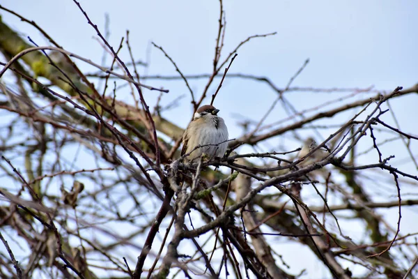 Picture Shows Lonely Sparrow Bird Which Sits Branches Treetop — Stock Photo, Image