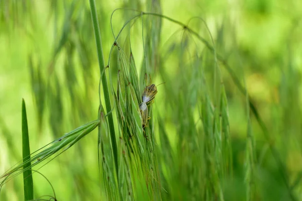 Dos Escarabajos Macho Una Hembra Dedican Procreación Sentados Hierba Verde —  Fotos de Stock