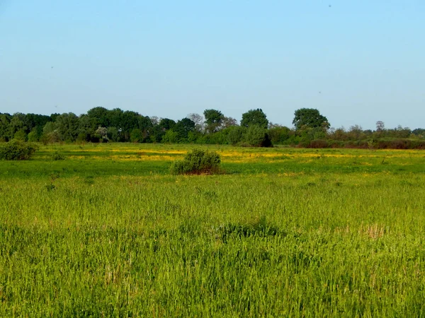 Eine Viehweide Bedeckt Mit Dichtem Grünen Gras — Stockfoto