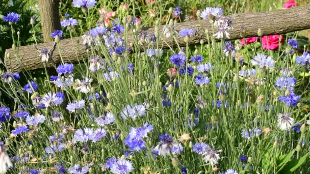 Bin Flyger Över Blå Blommor Som Kallas Blåklint — Stockvideo