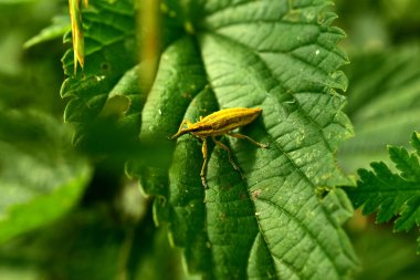 Açık yeşil bir buğday böceği geniş bir dulavrat yaprağının üzerinde oturur..