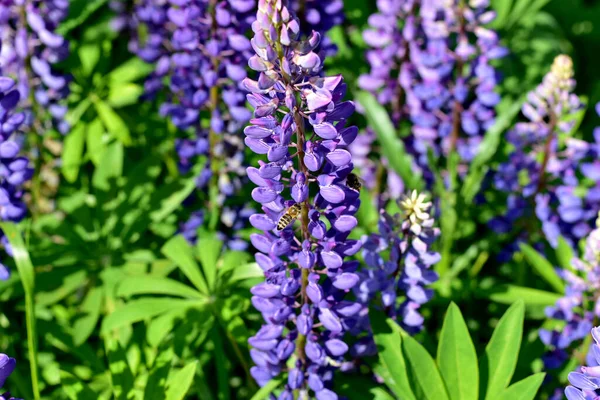 Un claro con flores de altramuz y una abeja recolectando néctar. —  Fotos de Stock