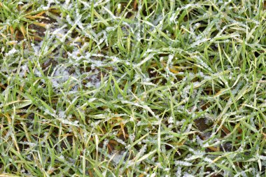 Beyaz kar ve buz yeşil çimlerin üzerinde görünür..