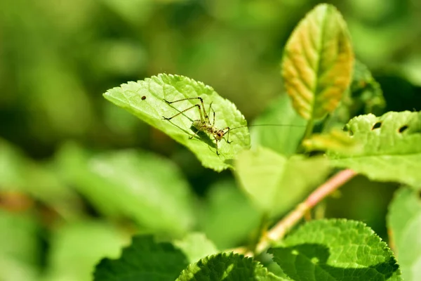 Junge Heuschrecke sitzt auf einem Blatt einer Pflanze. — Stockfoto