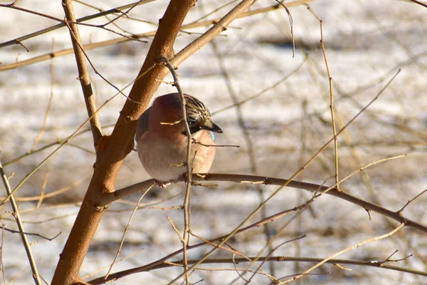 Picture Shows Jay Bird Which Sits Tree Branch Its Head — стоковое фото