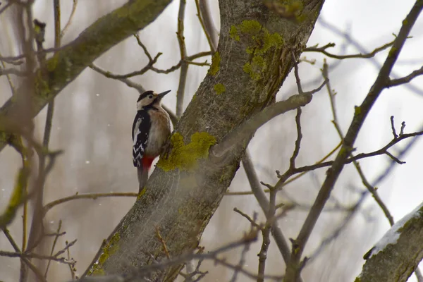 Woodpecker Bird Sits Tree Trunk Whose Head Has Red Cap — Fotografia de Stock