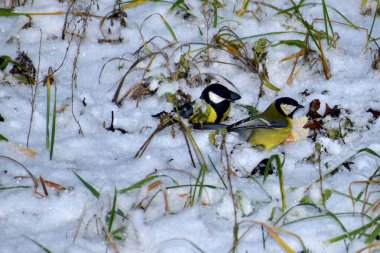 In search of food, two tits descended to the ground covered with snow.