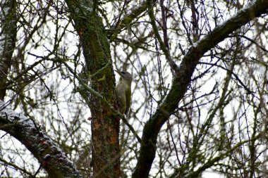 Gri ağaçkakan bir kuş ağaç gövdesinde oturur ve kabuğun altında larva bulmaya çalışır..