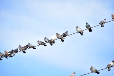 Bu resim, yerden yüksek elektrik kabloları üzerinde dinlenen büyük bir güvercin sürüsünü gösteriyor..