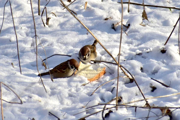 Picture Shows Sparrows Looking Food Snow — Fotografia de Stock
