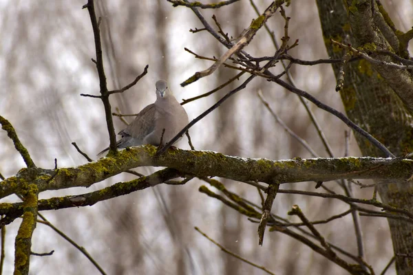 Branch Tree Sits Gray Dove Which Often Called Turtledove — Fotografia de Stock