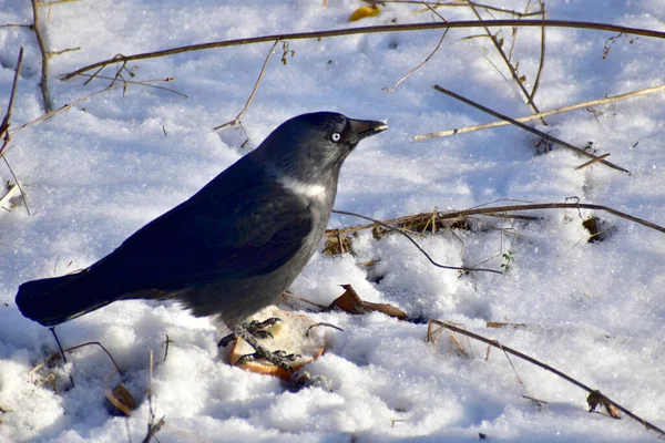 Pájaro Color Oscuro Llamado Jackdaw Salta Suelo Cubierto Nieve Busca — Foto de Stock