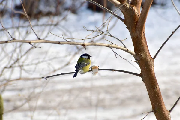 Titmouse Bird Sits Tree Branch Pecks Food Fixed Twig — Foto Stock