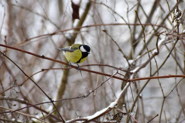 Tit Bird Sits Tree Branch Tries See Food Snow Ground — Stock fotografie