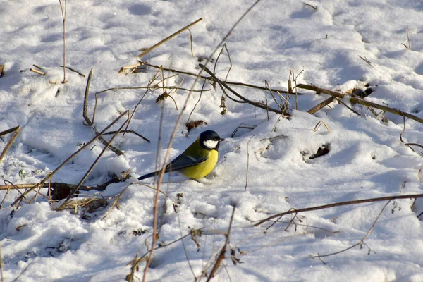Ground Covered Snow Titmouse Bird Jumps Tries Find Food — Fotografia de Stock