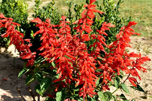 Imagen Muestra Arbusto Verde Con Flores Altas Salvia Roja —  Fotos de Stock