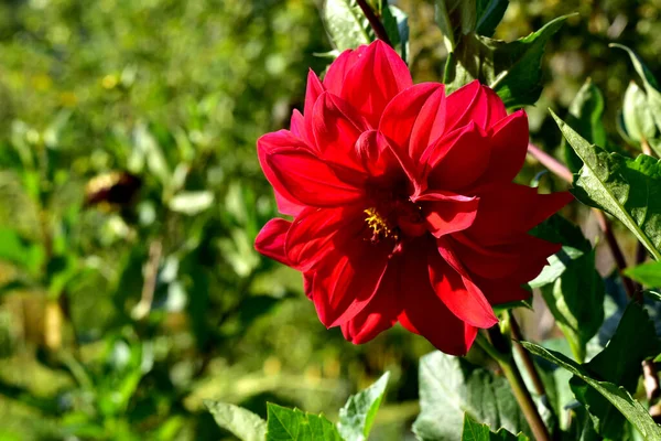 Picture Shows Lush Green Vegetation Tall Red Peony Flower — Stock Photo, Image