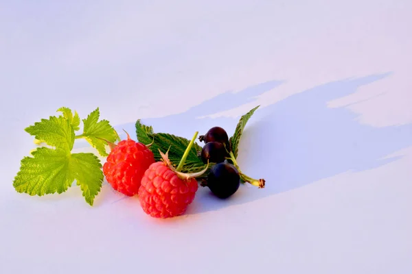 Picture Shows Red Raspberries Black Currants White Table — Stockfoto