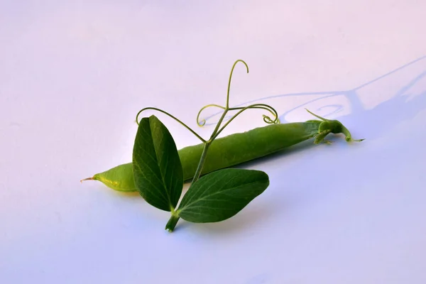 The picture shows a branch with a tendril and a pea pod on a white table.
