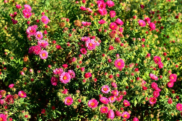 写真はピンク色の花を持つ緑の茂みを示しています — ストック写真